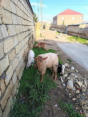 afçarka balası: Məhsul: Keçi (yerli və Mursiano) 2 dişi 1erkək di. 2 yaşları var — 4