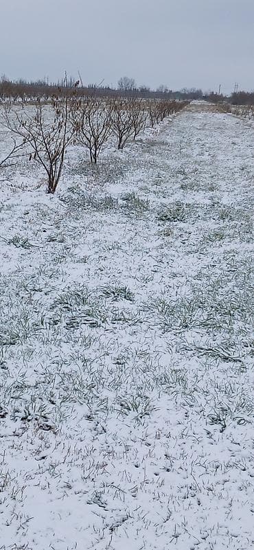 su ceni temiri: 80 sot — 3