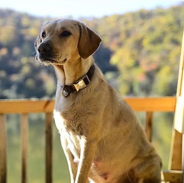 İtlər: Labrador-retriver, 6 il, Dişi — 4