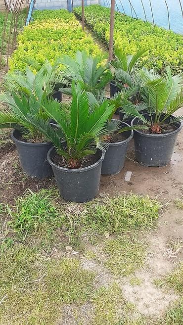 Sago xurması (Cycas revoluta) – qara plastik dibçəklərdə dekorativ