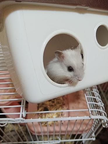 hamster satış: Hamster(dağsıcanı).Ədədnən cütnəndə satılır.Yuvasıynan başqa qiymətə — 7