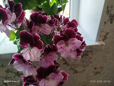 yeni ile aid hediyyeler: Pelargonium (qərənfilvari sardunya) saksı gülləri - Növ: Pelargonium — 5