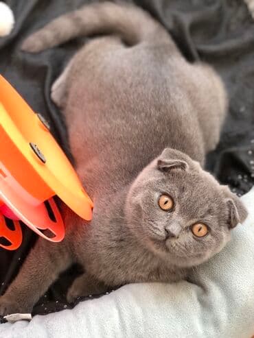 pişik şəkili: Şotland, Dişi, Erkək, Ünvandan götürmə — 5