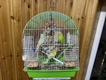 Птицы: 7 ədəd sağlam quş 3 isə təzə yumurtadan çıxmış sağlam quşlardı qəfəs — 2