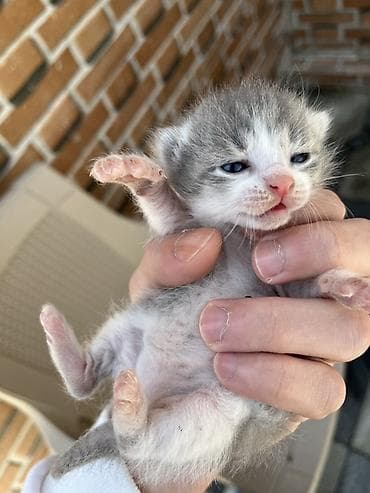 Şotland, Erkək, Dişi, Yaxşı əllərə, Ünvandan götürmə