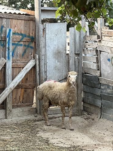 quzu satisi: Quzu, Erkək, ay: 7, 35 kq, Ətlik, Ünvandan götürmə, Ödənişli çatdırılma — 5