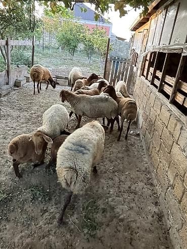 karpat ana arı: Qiymet razilasma yolu ile14 bas heyvandi 8 dene dogar qoyundu — 4