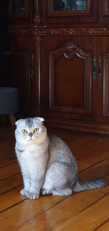 İnformatika: Şinşilla, Erkək, Cütləşmə üçün — 4