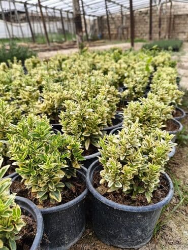 helba bitkisi faydaları: Qızıl güllər dipçək gülləri həmişə yaşıl kolları zəhmət olmasa — 12