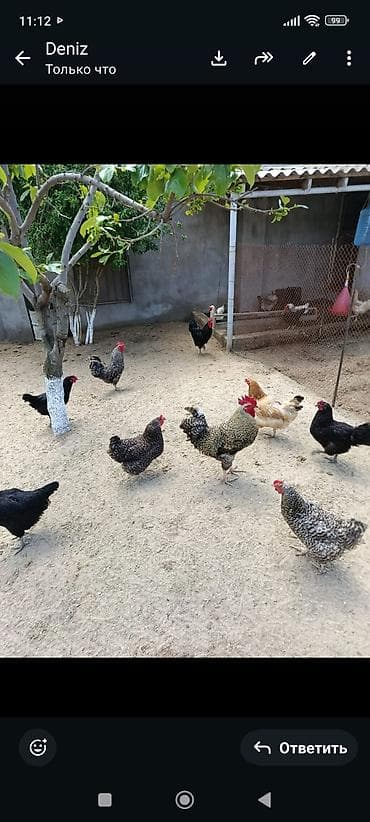 australorp toyuq: Toyuq, Australorp, Damazlıq, Ünvandan götürmə — 2