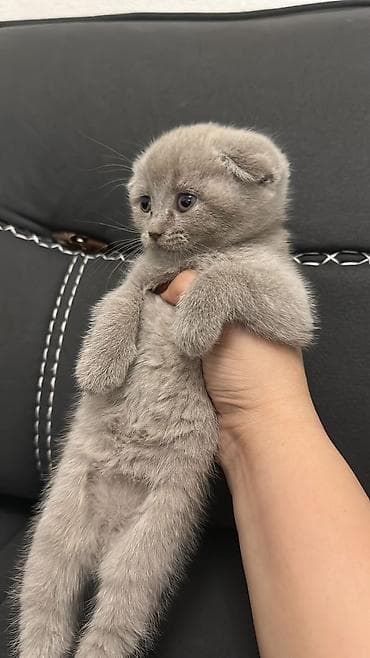 Scottish Fold balaca pişik balası – klassik “blue/boz” rəng -