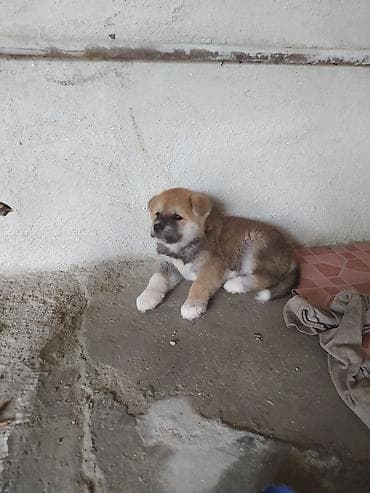it satiwi: Akita-inu — 5