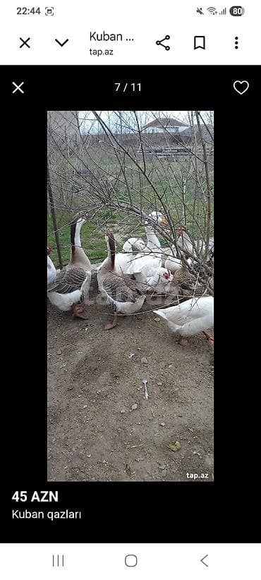 Digər kənd təsərrüfatı heyvanları: Kuban qazları – 45 AZN • Cins: Kuban • Rənglər: ağ və boz-qəhvəyi — 3