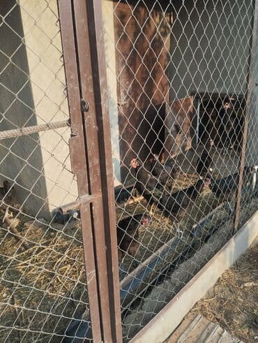 cins ineklerin qiymeti: Toyuq, Yumurtalıq — 5