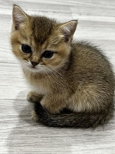 heyvanlarin sekilleri: Qızıl şinşilla, Erkək, Dişi, Ünvandan götürmə, Ödənişli çatdırılma — 6