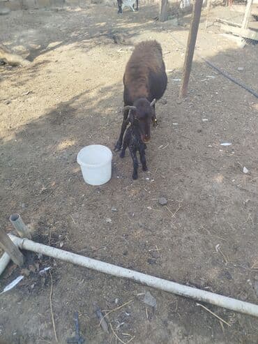 cins inekler azerbaycanda: Qara rəngli qoyun və quzu 5 çi qana doğub dişi balası var 520 AZN — 2