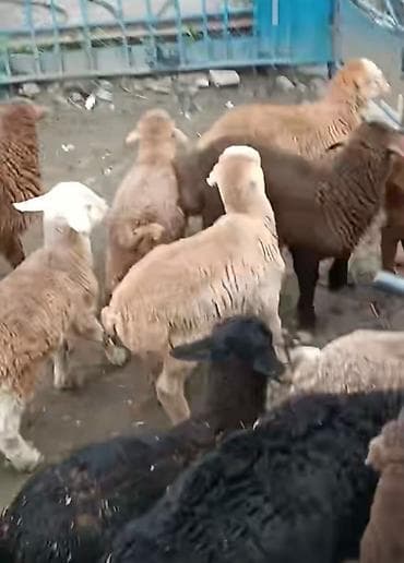 Gəmiricilər: Məqsədli saxlanma üçün quzular - Saxlamalı (böyütməyə uyğun) quzular — 1