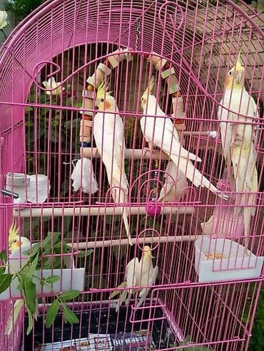 qefes: Hazir erkey disi var bala var Kakadu (nimfa) papuqayları və qəfəs — 1