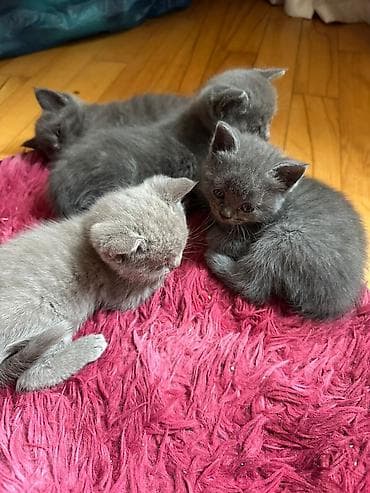 tuksuz pisik: Erkək, Dişi, Yaxşı əllərə, Ünvandan götürmə, Pulsuz çatdırılma, Ödənişli çatdırılma — 5