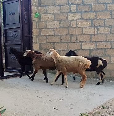quzu: 4 baş quzu (qoyun) satılır, fərqli rənglərdə. İkisi erkək, ikisi dişi — 3