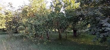 qurd dərəsində bağ evləri: 100 sot, Biznes üçün, Mülkiyyətçi, Kupça (Çıxarış), Müqavilə — 6