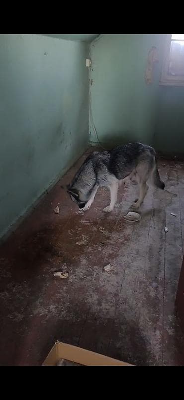 ov itleri satisi: Afcarka ve balaları satılır isdeyen olsa vapçatda yazsın 0507613355 — 7