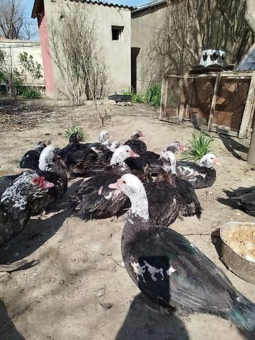 Quşlar: Salam lal ördəklər satilir dəyərinən cox asaga disili ərkeyli heckim — 9