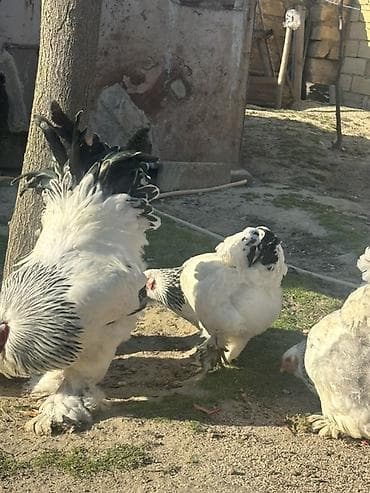 toyuqlarin satisi: Toyuq, Brama, Damazlıq — 2