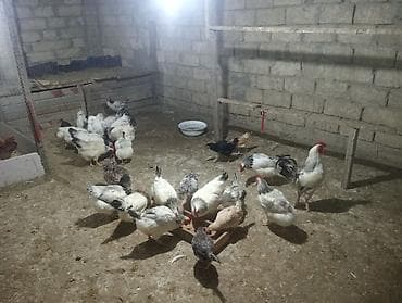 Животные: Saxlanılan yerli toyuq sürüsü - Növlər: müxtəlif rəngli yerli — 2