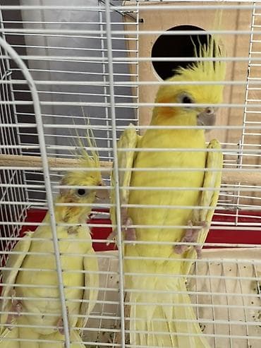 Məhsul: Nimfa (Cockatiel) cütü və qəfəsi Yumurtlayan quşlardır. - — 1