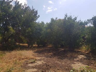 ferma torpaq: 24 sot, Tikinti, Makler, Kupça (Çıxarış) — 6