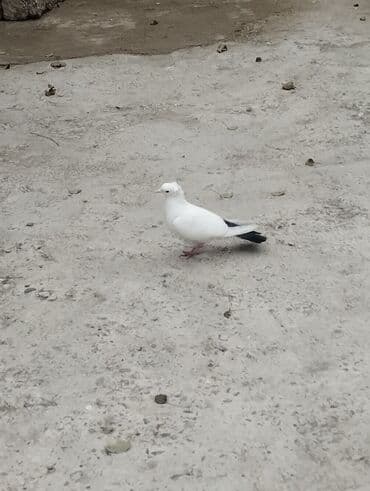 Bülbüllər: 15tuk kekilli erkey deste webeke. 12 tuk maya deste qara quyruq. cut — 6