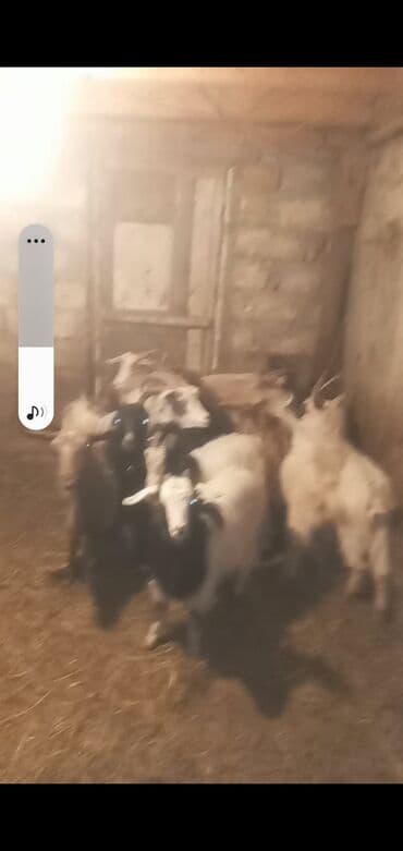 Digər heyvanlar: Qoyun-keçi təsərrüfatı üçün yerli keçilər satılır. - Növ: Yerli — 6