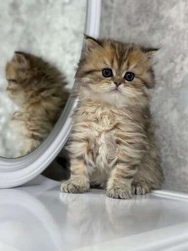 iran pisiyi haqqinda melumat: Fars, Dişi, Erkək, Yaxşı əllərə, Ödənişli çatdırılma, Ünvandan götürmə, Pulsuz çatdırılma — 3