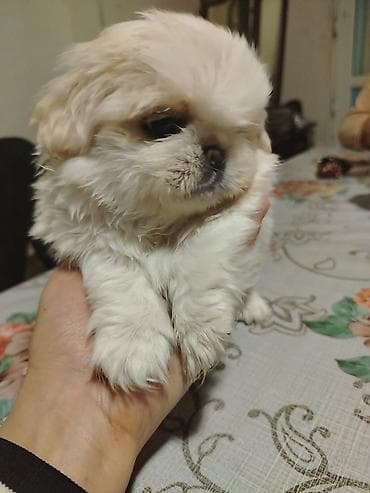 Pekines, Erkek, Peyvəndli