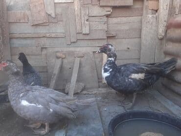 papuqay quş: Erkək, | Macar, Damazlıq, Ünvandan götürmə — 9