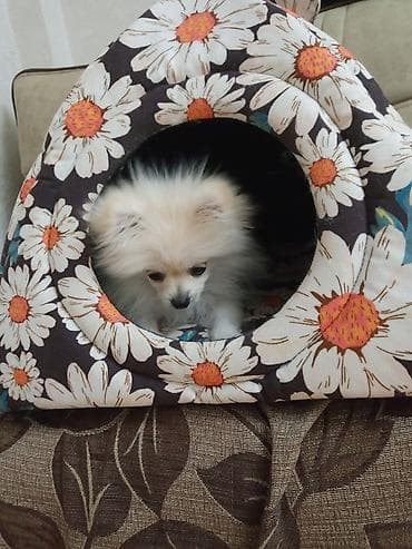 pomeranian şpitz: Şpitz, 4 ay, Dişi, Peyvəndli, Ünvandan götürmə — 6
