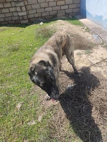 erkek it adlari: Erkek — 2