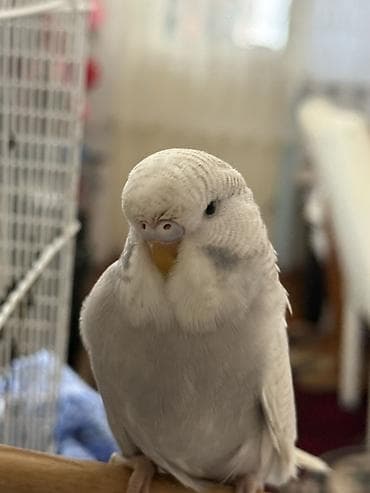 cücə və xoruz: Elanı dıqqetle oxuyun!! Temız qan çex quşlar. Teze qızgınlıga gırıbler — 6