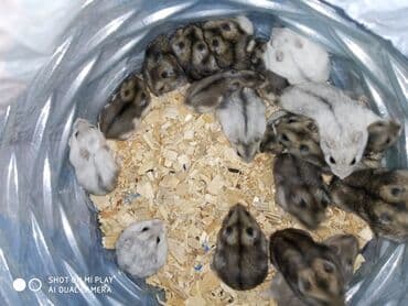 xamak: Cunqariklar əl siçanı ev xamyakları dünyada ən balaca və dişləməyən — 3