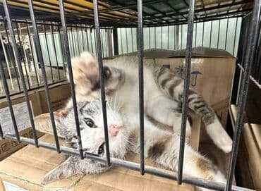 клетка для хомяка: В добрые руки — 2