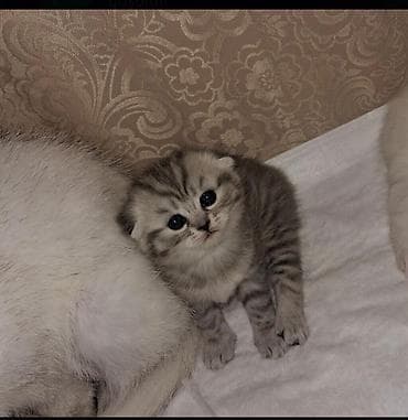 Şotland yastı qulaq, Pulsuz çatdırılma