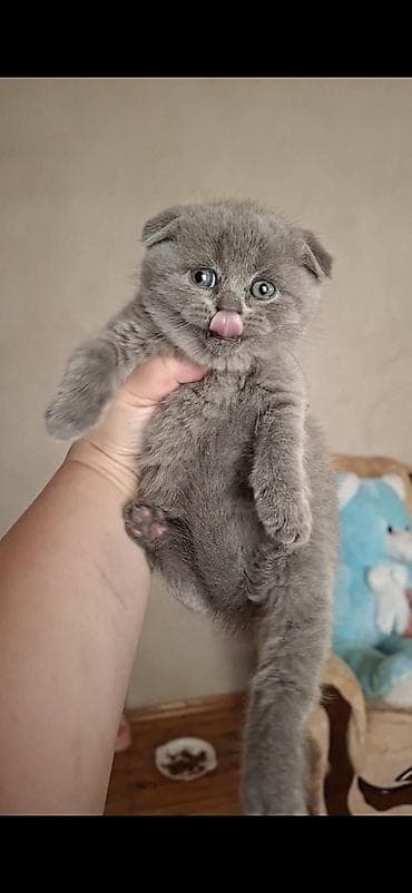 british pişik: Şinşilla — 6