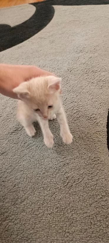 pişik cütleşdirmek: Ikside Erkeydi/Sahiblendirilir! BAXA BILEN BIRI NARAHAT ELESIN — 1