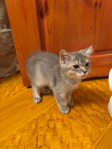 немецкий дог: Самец, В добрые руки, Платная доставка, Доставка в районы, Самовывоз — 7