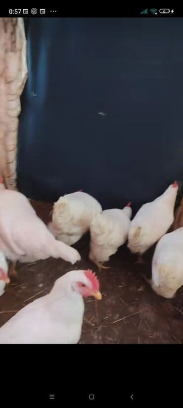 Liqorin mayalı yumurtaları