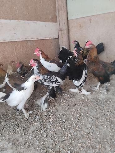 cins ineklerin satisi 2018: Toyuq, Damazlıq — 4