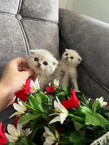 pişim: Britaniya mənşəli pişik balaları – Scottish Fold və British Shorthair — 7