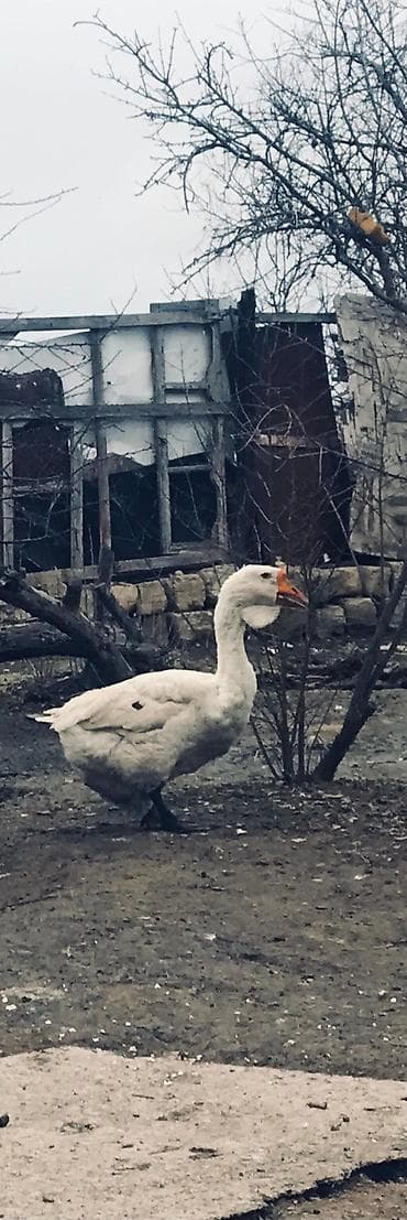 Heyvanlar üçün mallar: Dişi, Damazlıq, Ödənişli çatdırılma — 2