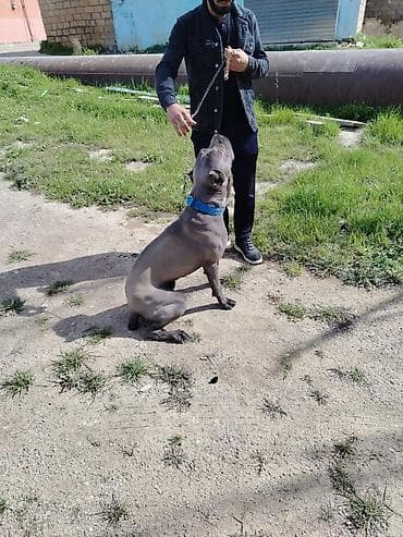 купить щенка кане корсо: Кане-корсо, 10 месяцев, Самец — 6